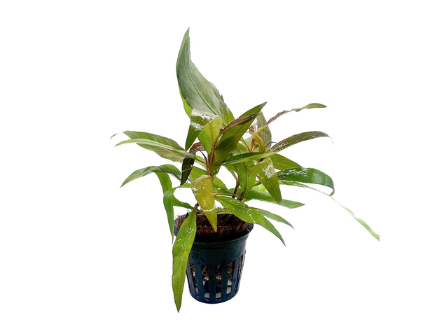 Гигрофила сиамская (в горшке) (Hygrophila corymbosa Siamensis) Гигрофила сиамская (в горшке) (Hygrophila corymbosa Siamensis)
