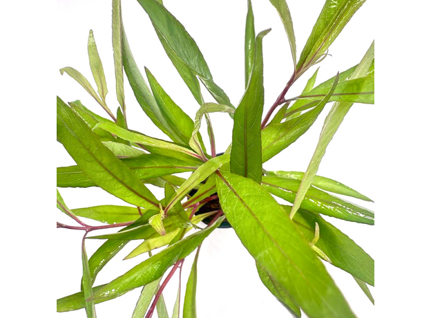 Гигрофила гвианская (с грузом) (Hygrophila guianensis) Гигрофила гвианская (с грузом) (Hygrophila guianensis)