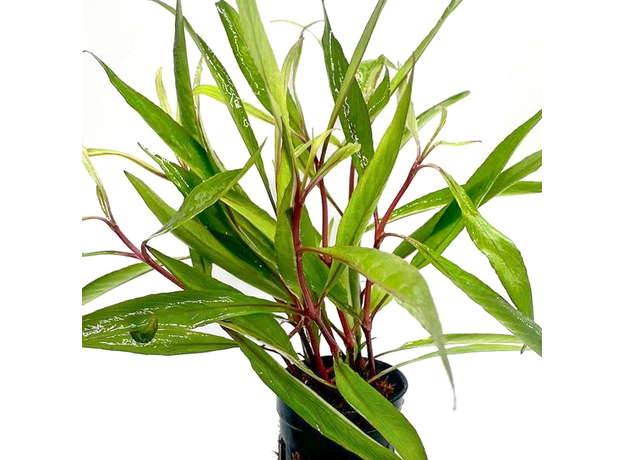 Гигрофила гвианская (с грузом) (Hygrophila guianensis) Гигрофила гвианская (с грузом) (Hygrophila guianensis)