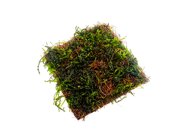 Мох Анчер "якорный" на кокосовом мате (Taxiphyllum sp. Anchor moss)