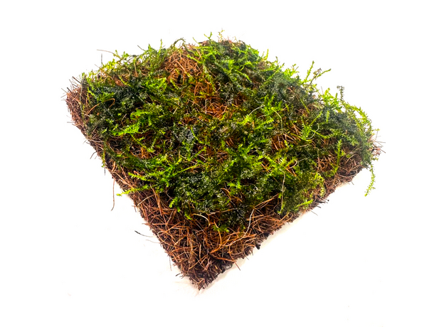 Мох Анчер "якорный" на кокосовом мате (Taxiphyllum sp. Anchor moss)