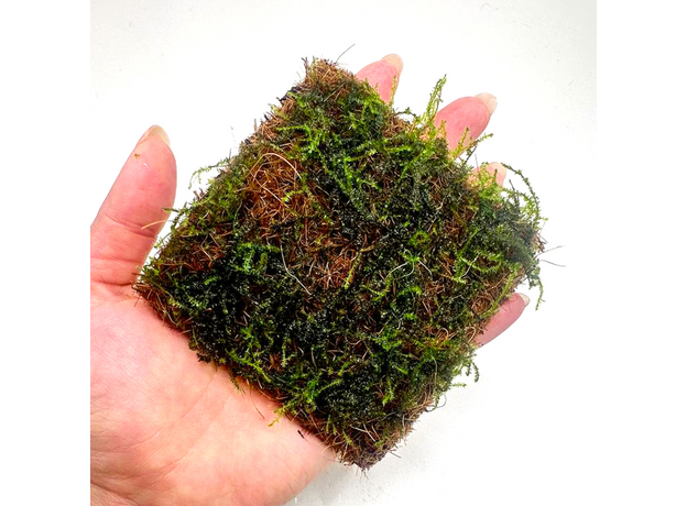 Мох Плакучий на кокосовом мате (Vesicularia ferriei, Weeping Moss)