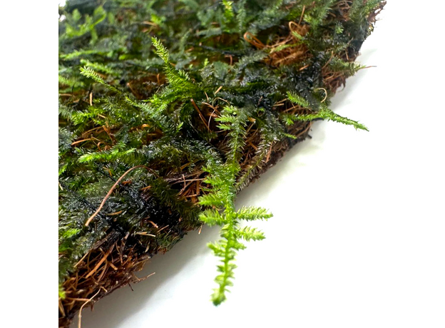 Мох Плакучий на кокосовом мате (Vesicularia ferriei, Weeping Moss)