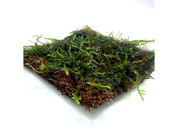 Мох Плакучий на кокосовом мате (Vesicularia ferriei, Weeping Moss)
