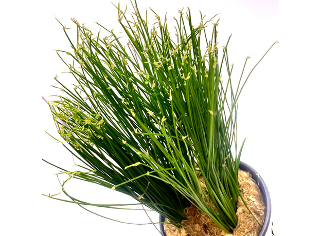 Циперус Хаспан (Cyperus haspan) Циперус Хаспан (Cyperus haspan)