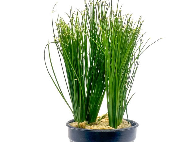 Циперус Хаспан (Cyperus haspan) Циперус Хаспан (Cyperus haspan)