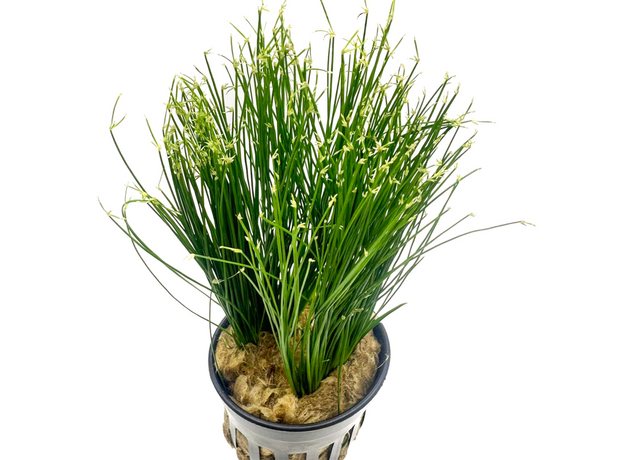 Циперус Хаспан (Cyperus haspan) Циперус Хаспан (Cyperus haspan)