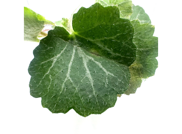 Камнеломка плетеносная (Saxifraga stolonifera) Камнеломка плетеносная (Saxifraga stolonifera)