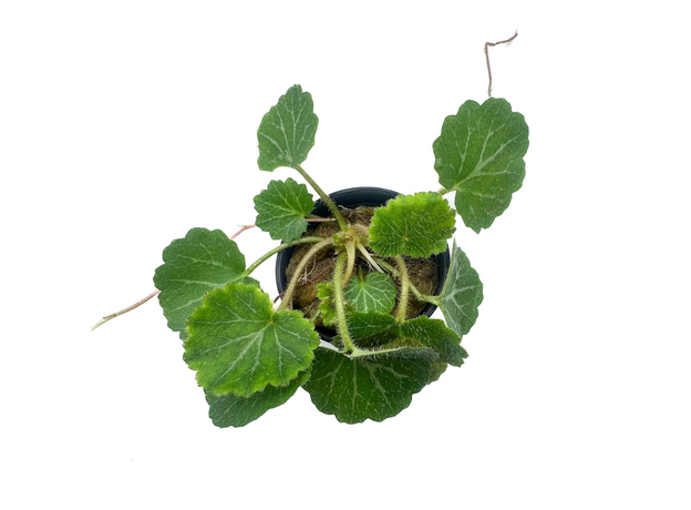 Камнеломка плетеносная (Saxifraga stolonifera) Камнеломка плетеносная (Saxifraga stolonifera)