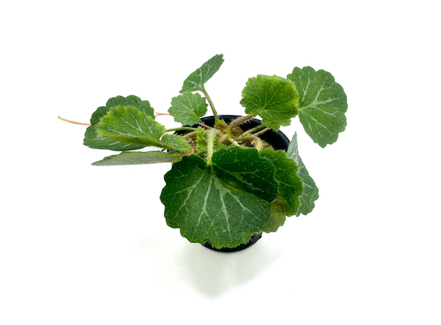 Камнеломка плетеносная (Saxifraga stolonifera) Камнеломка плетеносная (Saxifraga stolonifera)