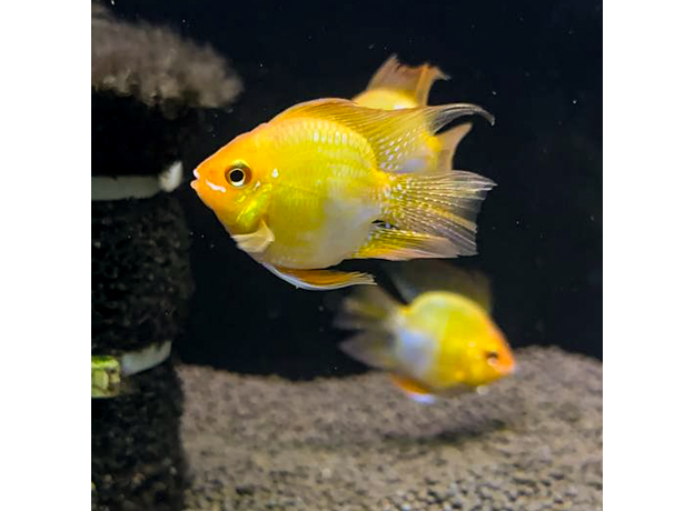 Апистограмма рамирези баллон золотая XL (Mikrogeophagus ramirezi)