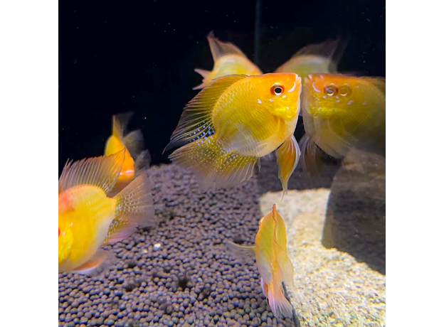 Апистограмма рамирези баллон золотая XL (Mikrogeophagus ramirezi)