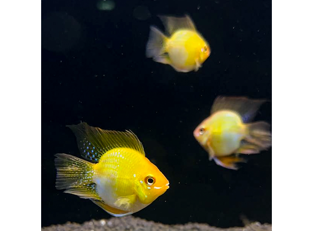 Апистограмма рамирези баллон золотая XL (Mikrogeophagus ramirezi)