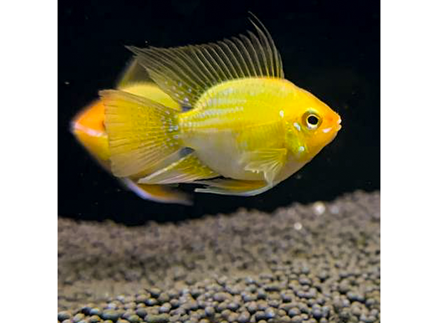 Апистограмма рамирези баллон золотая XL (Mikrogeophagus ramirezi)