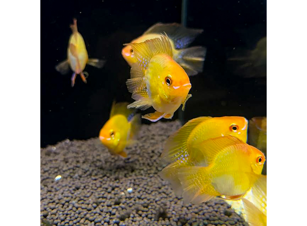 Апистограмма рамирези баллон золотая XL (Mikrogeophagus ramirezi)