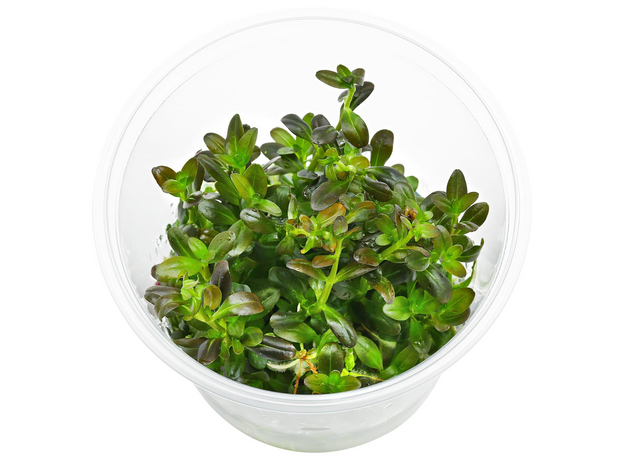 Ротала Флорида (Rotala ramosior Florida) (меристема)