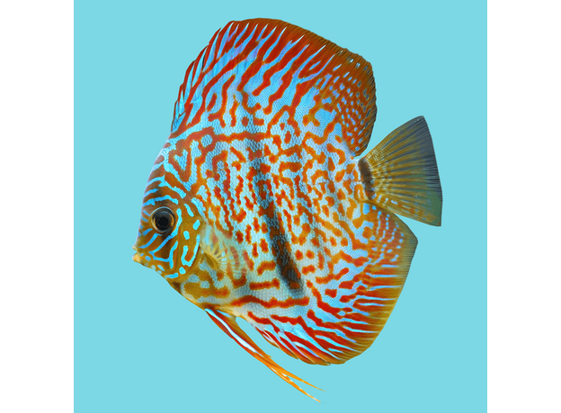 Дискус Туркис Тигр (Symphysodon Turquoise Tiger)
