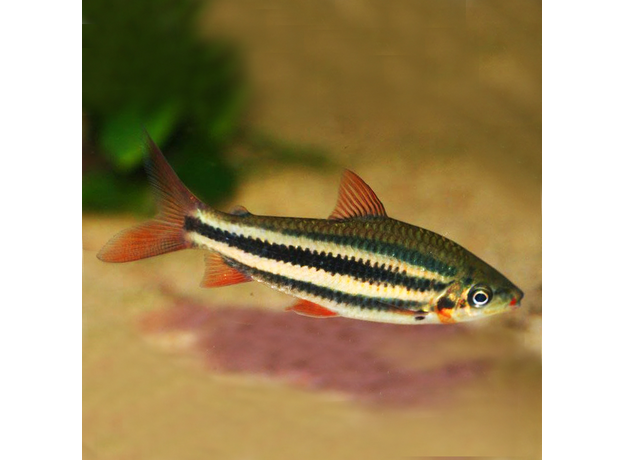 Лепоринус Аркус, красногубый (Leporinus arcus)