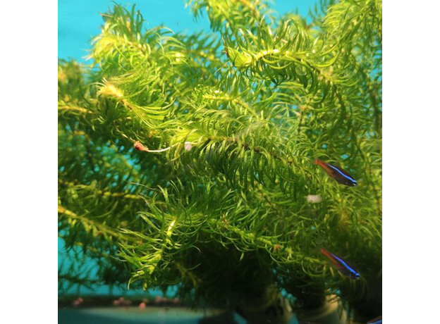 Гидрилла мутовчатая (в горшке) (Hydrilla verticillata)