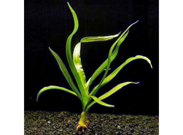 Кринум тайский (в горшке) (Crinium thaianum)