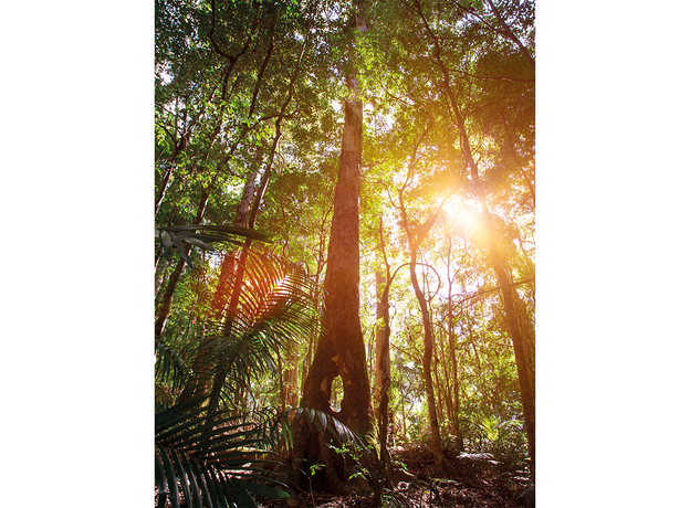 Фон для террариума Лесные лучи 45х60 см