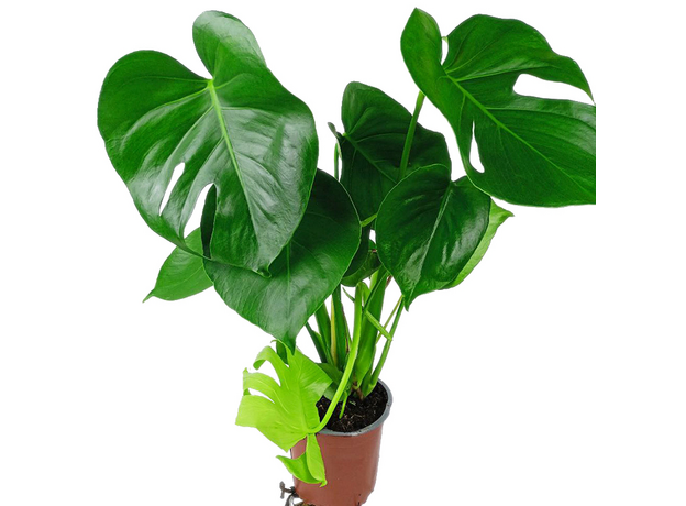 Монстера Делициоза