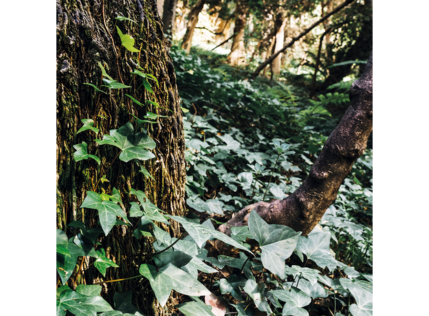 Фон для террариума Плющ 60х60 см