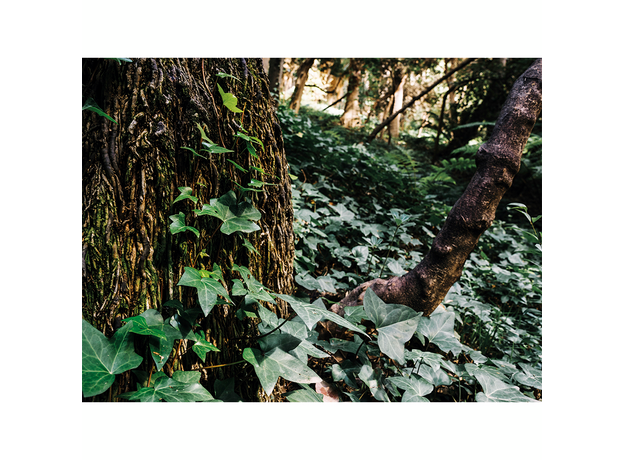 Фон для террариума Плющ 60х45 см