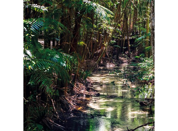 Фон для террариума Ручей в джунглях 60х60 см