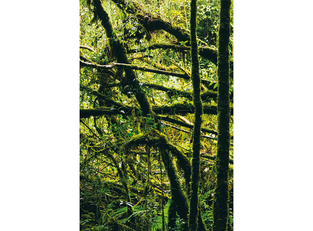 Фон для террариума Эхо дождевого леса 60х90 см