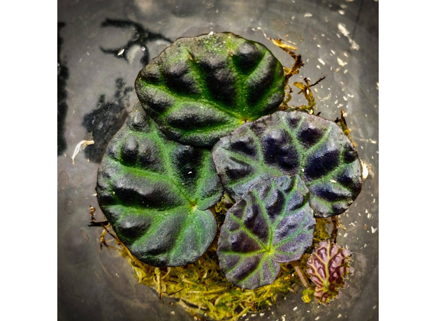 Бегония (Begonia sp.sarawak + dracopelta)