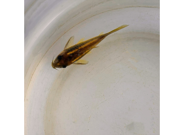 Сом коридорас зеленый лазер (Corydoras aeneus greenlaser)