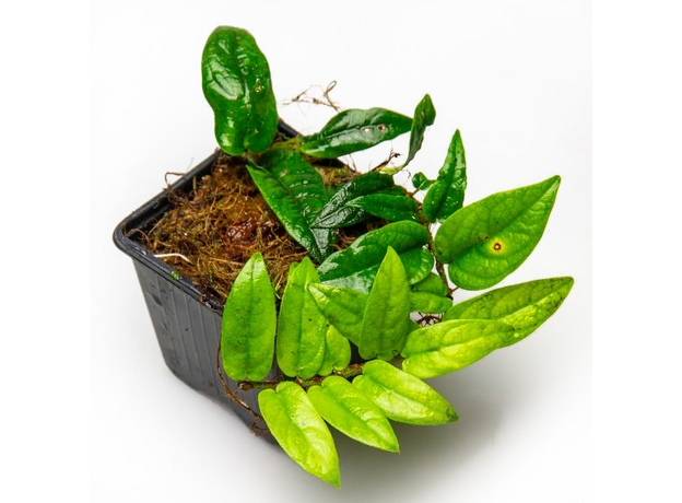 Фикус (Ficus sp. Palawan)