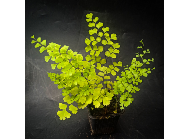 Адиантум (Adiantum sp)