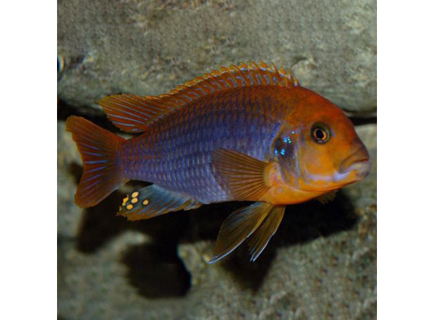 Йодотрофеус Шпренгера L (Jodotropheus sprengerae)