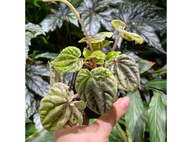 Пеперомия (Peperomia Buenos Aires S)