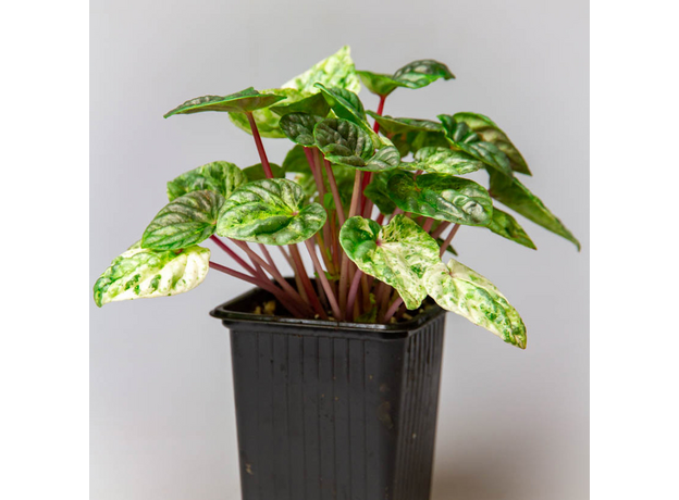 Пеперомия (Peperomia caperata white lady)