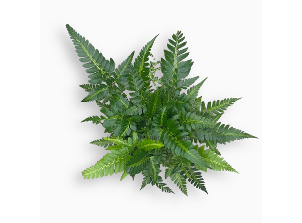 Румора (Rumohra Adiantiformis Variegata)