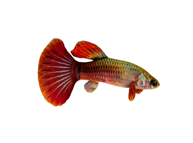 Игрушка мягкая Рыбка Гуппи М, в ассортименте