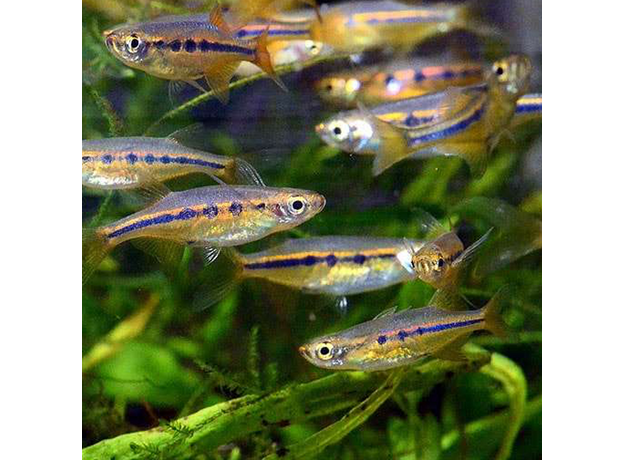 Хела дадибуржори (Chela dadiburjori)