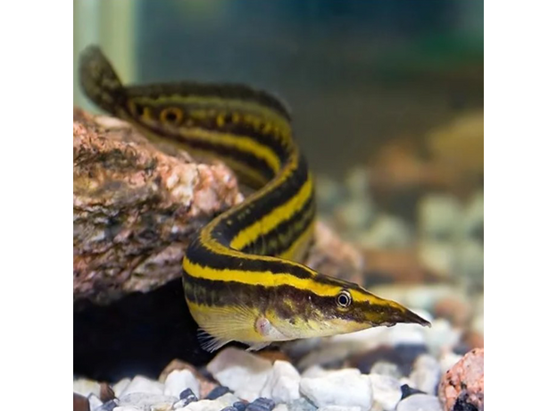 Угорь Макрогнатус чернолинейный (Macrognathus aral)