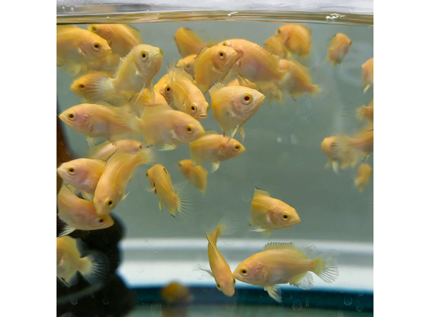 Астронотус супер красный (малек) (Astronotus ocellatus)