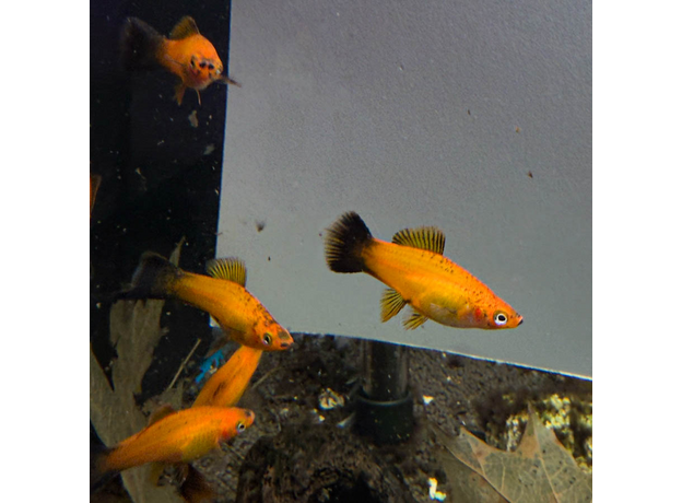 Меченосец Сансет чернохвостый (Xiphophorus helleri sp.)