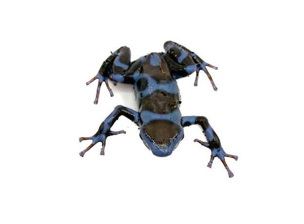 Лягушка древолаз Super Blue