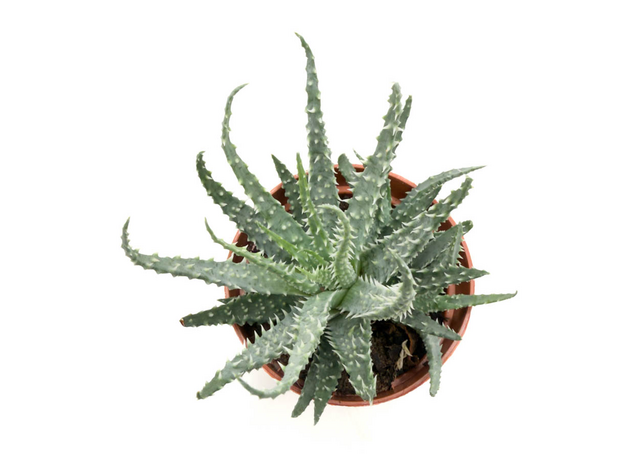 Хавортия Микс