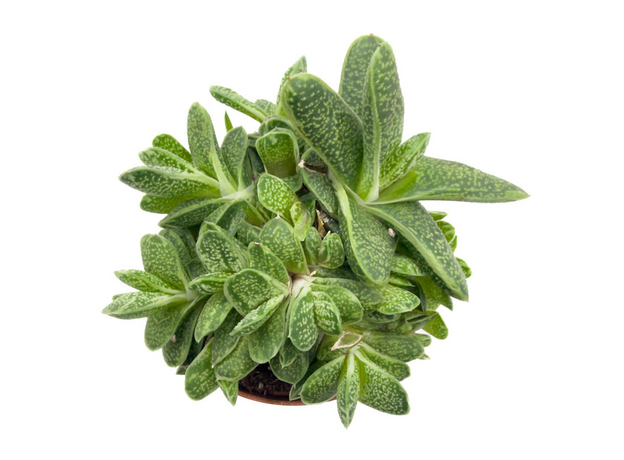 Хавортия Микс