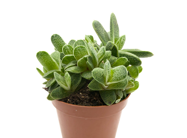 Хавортия Микс