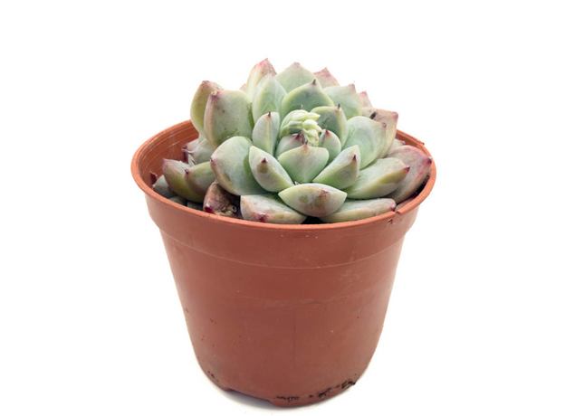 Хавортия Микс