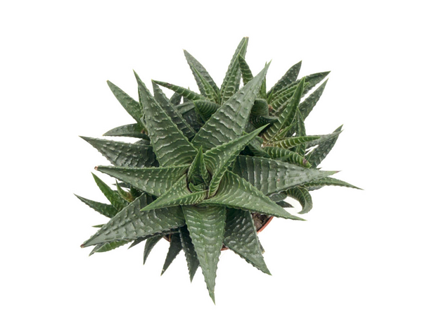 Хавортия Микс