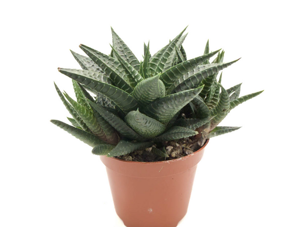 Хавортия Микс